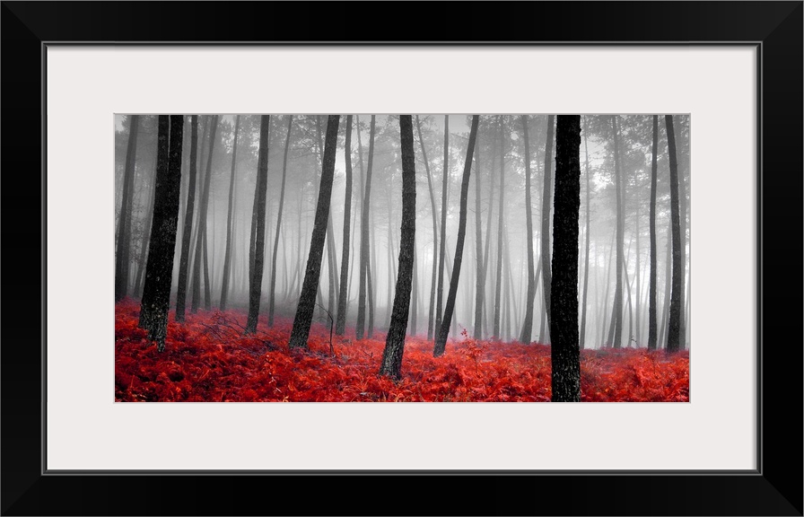 A panoramic photograph of a monochrome forest with bright red bed of plants.