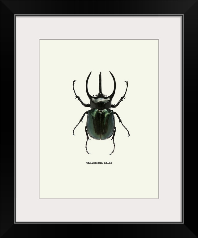 Image of a black beetle with the scientific name below it, Chalcosoma Atlas.