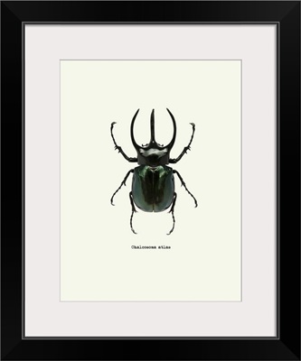 Beetle Black