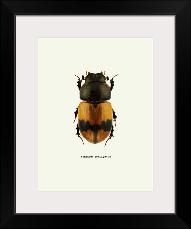 Image of an orange beetle with the scientific name below it, Aphodius Coniugatus.