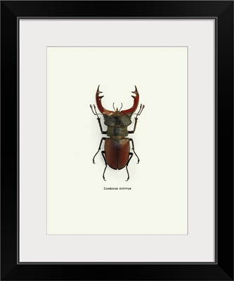 Beetle Red