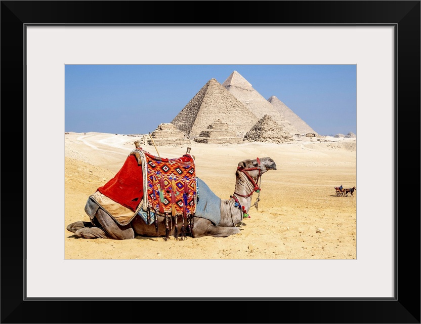 Camel Resting By The Pyramids, Giza, Egypt