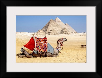 Camel Resting By The Pyramids, Giza, Egypt