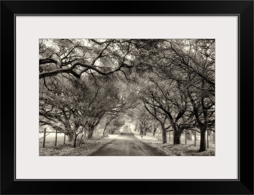 A black and white photograph of a dirt road encompassed by large trees on either side.