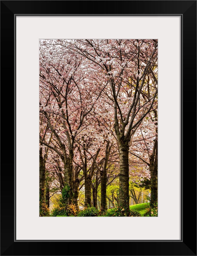 Cherries in Bloom