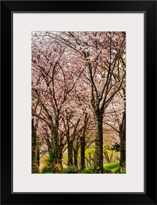 Cherries in Bloom