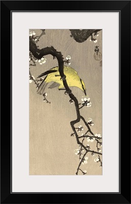 Chinese Wielewaal on Plum Blossom Branch, 1900-1910