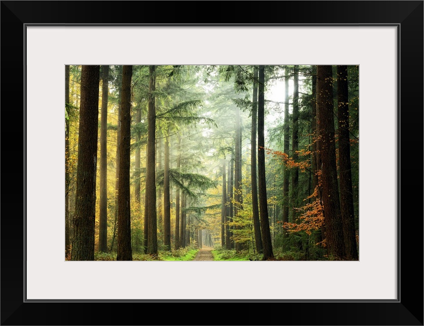 Photograph looking down a path through a fogy and mist shrouded dense forest.