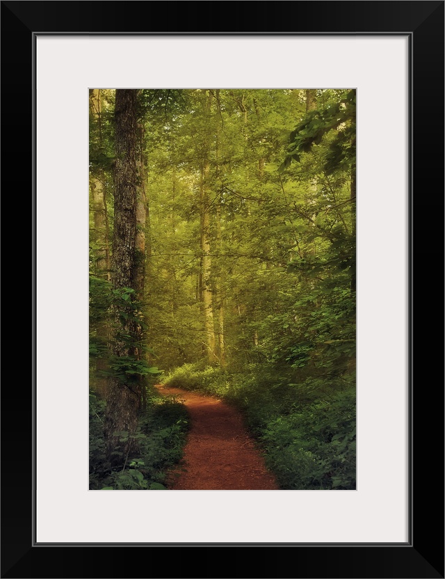 A photograph of a forest in green foliage, with a red forest floor path cutting through it.