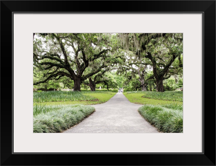 A photograph of a walking path in Brookgreen Gardens.