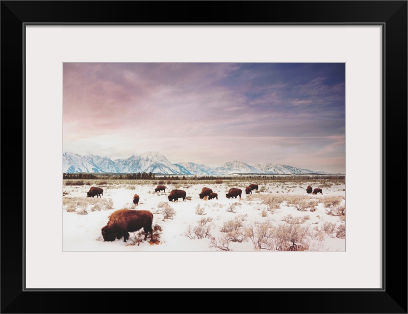 Herds Of The Tetons