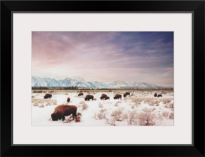 Herds Of The Tetons
