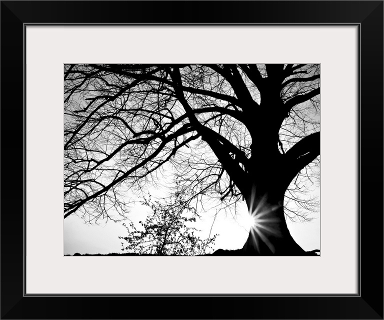 Black and white photograph of a large oak tree with the sun setting behind it.