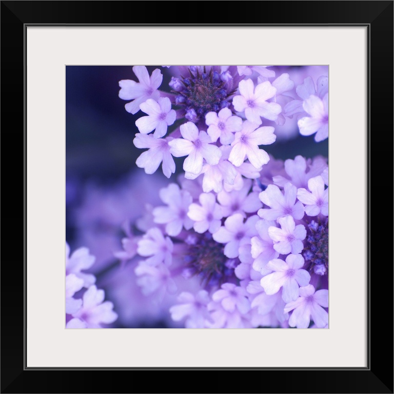 A close up photograph of lilac blossoms.