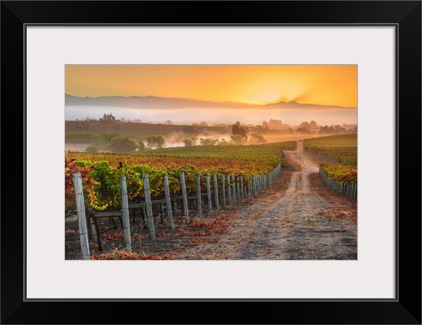 Vineyard Sunrise