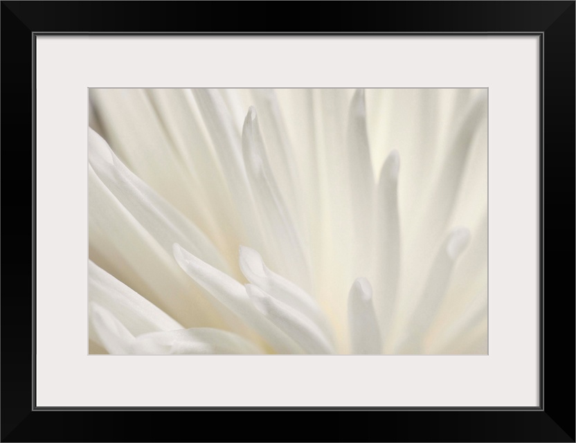 Abstract macro of a delicate white flower.