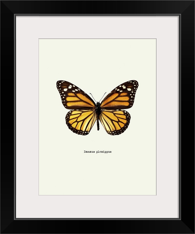 Image of a yellow butterfly with the scientific name below it, Danaus Plexippus.