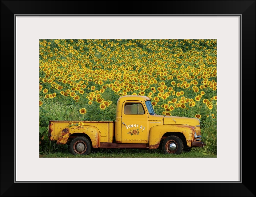 A rustic style photograph of a vintage yellow pick up truck parked in front of a field of sunflowers, perfect for fall decor