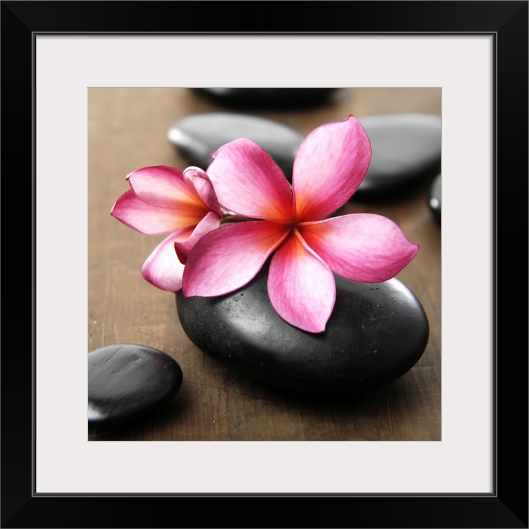Square image of pink flowers on smooth black rocks on wood.