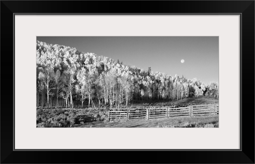 Photograph in black and white Ansel Adams styleof aspens and a full moon.