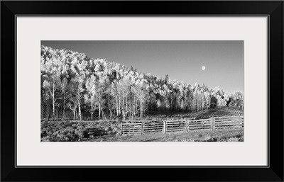 Aspens Moon