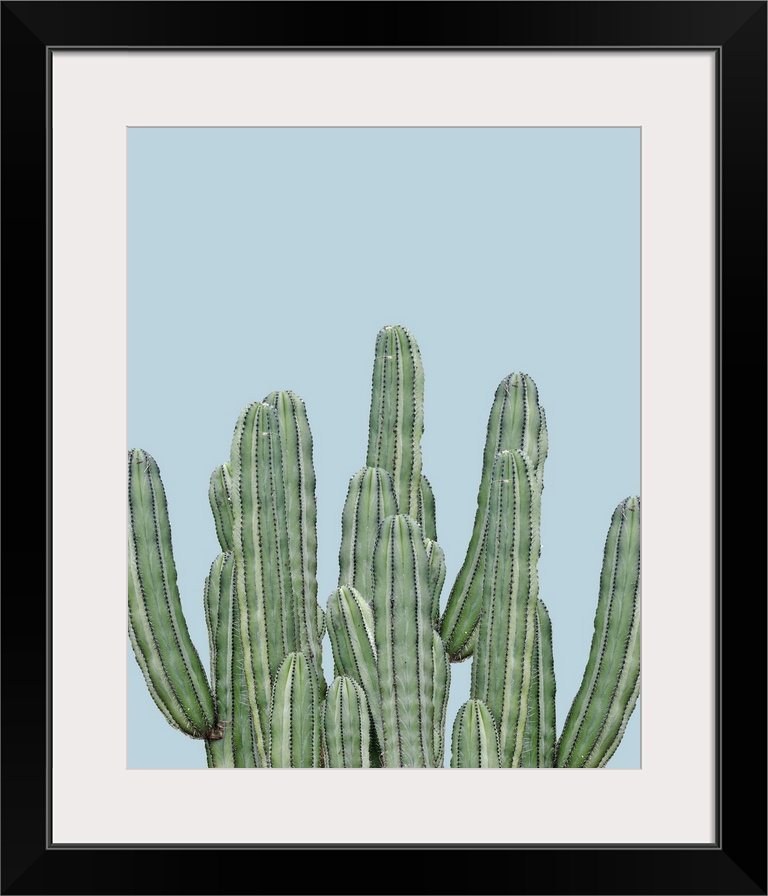 Photograph of long, green cacti on a pale blue background.
