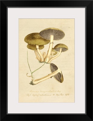 English Fungi 1700s - Boletus Rubellus