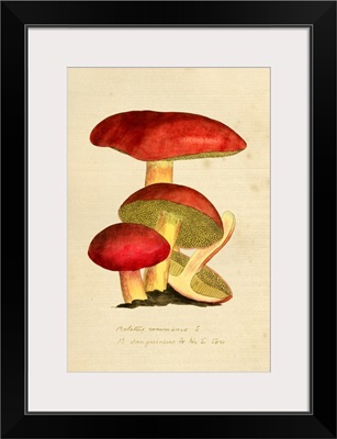 English Fungi 1700s - Volvariella Volvacea