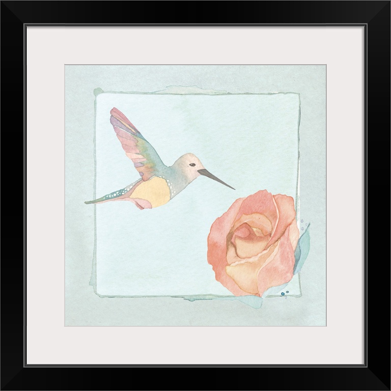 Watercolor painting of a hummingbird feeding at a pink rose.