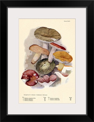 Toadstools And Mushrooms - Plate XLIV
