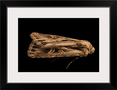 A Cutworm Moth