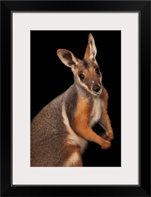 A federally endangered yellow-footed rock wallaby, Petrogale xanthopus