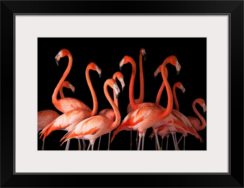 A group of American flamigos, Phoenicopterus ruber.