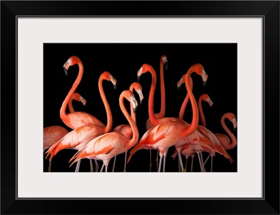 A group of American flamingos, Phoenicopterus ruber, at Lincoln Children's Zoo