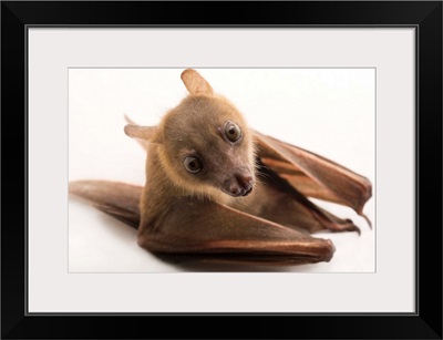 A lesser short-nosed fruit bat, at the Lubee Bat Conservancy