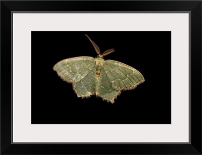 A Male Angle-Winged Emerald Moth, Auburn, Alabama