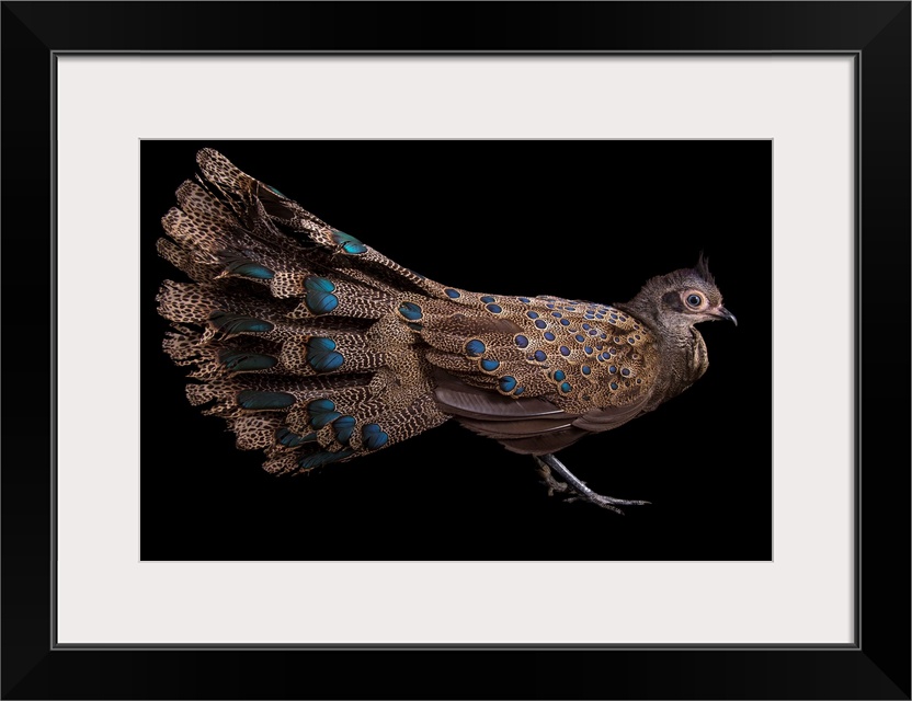 A male Malay peacock pheasant, Polyplectron malacense, at Pheasant Heaven, a private pheasant breeding center near Clinton...