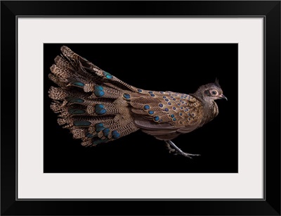 A male Malay peacock pheasant, Polyplectron malacense, at Pheasant Heaven