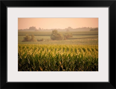 A non-irrigated field of corn near Bennet, Nebraska