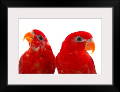 A pair of red lories, Eos bornea, at the Indianapolis Zoo
