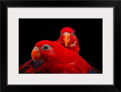 A pair of red lories, Eos bornea, at the Indianapolis Zoo