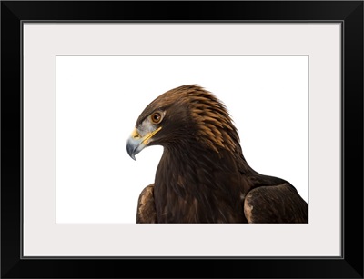 A portrait of a golden eagle, at the Point Defiance Zoo and Aquarium
