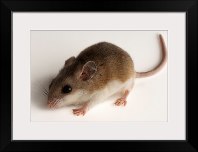 A rare male Alabama beach mouse, Peromyscus polionotus ammobates