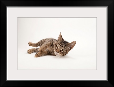 A studio portrait of a brown tabby cat