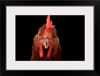 A studio portrait of a New Hampshire Red hen