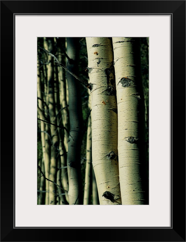 The trunks of two aspen trees are photographed closely with more trees pictured softly out of focus in the background.