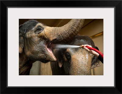 Female Asian elephants break for a drink at the Cincinnati Zoo and Botanical Garden