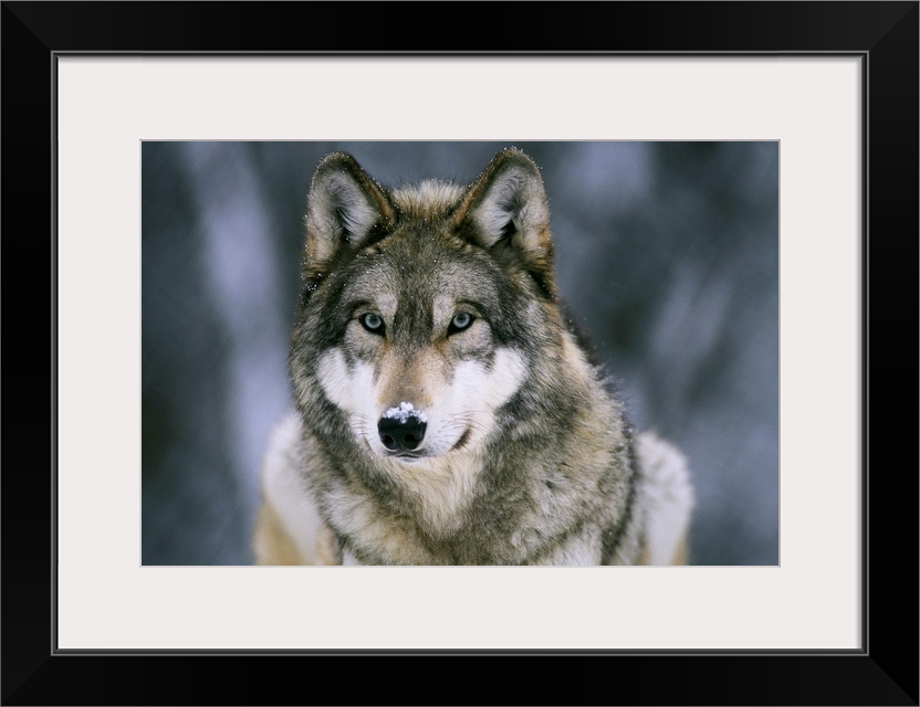 Large horizontal photograph of a gray wolf with a light dusting of snow on its face, at the International Wolf Center in E...