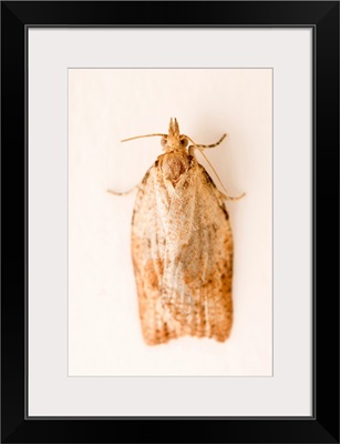 Light brown apple moth, Epiphyas postvittana, at Healesville Sanctuary