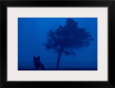 Misty view of a gray wolf sitting near a tree, Yellowstone National Park, Wyoming